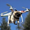flying_pug.jpg