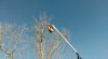 Tree landing 2.jpg