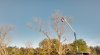 Tree landing.jpg
