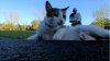 Giant cat.jpg