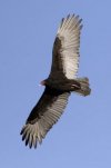 turkey.vulture.jpg