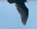 video.bird.jpg