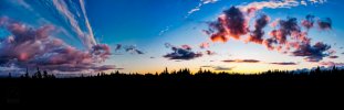 Sunset Treeline III-3.jpg