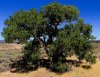 Tree2.jpg