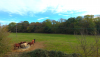 View front + horses - EVO.png