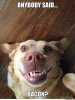 bacon-dog-3.jpg