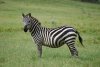 1200px-Equus_quagga.jpg