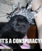 cat-tin-foil-hat.png