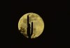 super-moon-cacti-2.jpg