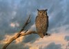 exorcist-owl-lr.jpg
