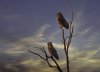 Owl-base1ABC-L6BEST-LR.jpg
