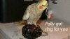polly-want-a-cracker_o_4499783.jpg