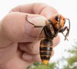 hornet.JPG