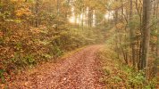 Fall on Forest Service Road 311#2.jpg