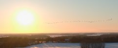 canuck_geese.jpg