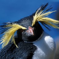 RockHopper